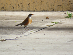 Turdus rufopalliatus