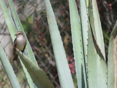 Pyrocephalus rubinus