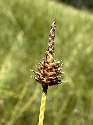 Image of Carex capitata by (c) Matt Berger, some rights reserved (CC BY)