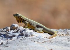 Microlophus peruvianus