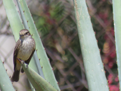 Pyrocephalus rubinus