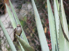 Pyrocephalus rubinus