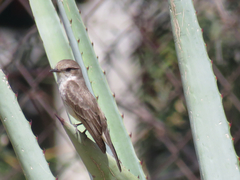 Pyrocephalus rubinus
