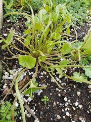 Claytonia parviflora
