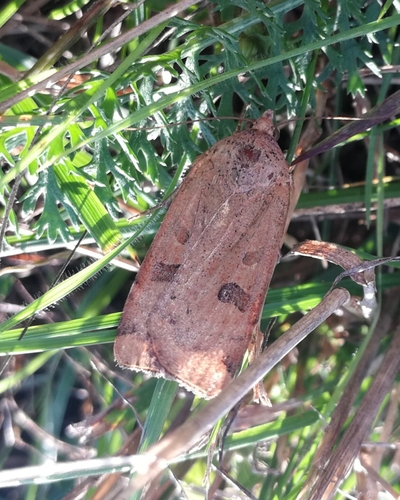mora prechodná (Noctua interposita)