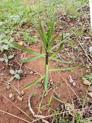 Fritillaria micrantha