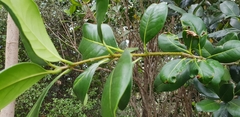 Pittosporum huttonianum