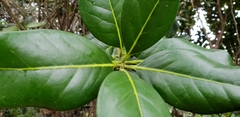 Pittosporum huttonianum