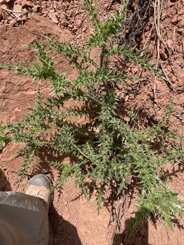 Arizona thistle