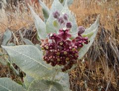 Asclepias californica