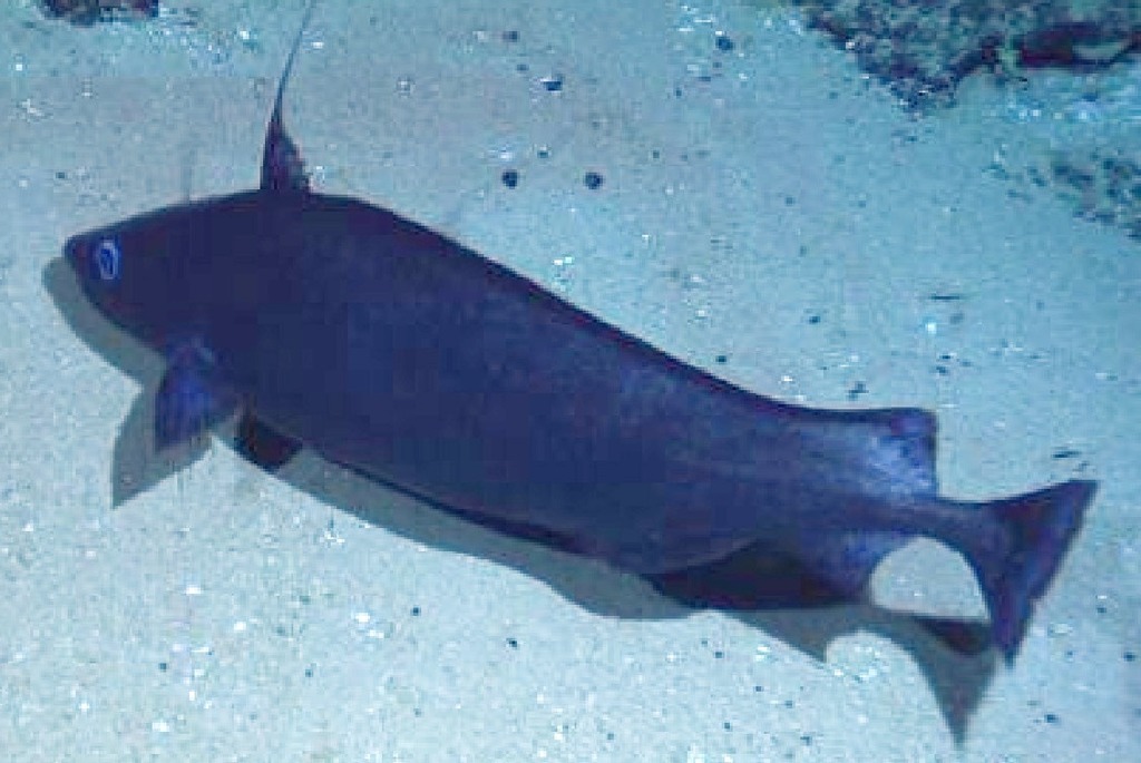 Antimora microlepis (Pacific flatnose) (Seamounts of Canada's