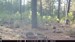Sciurus nayaritensis apache