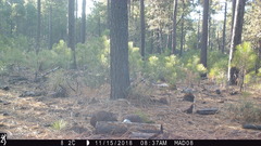 Sciurus nayaritensis apache