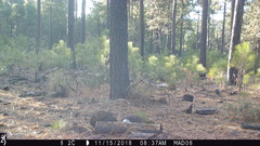 Sciurus nayaritensis apache