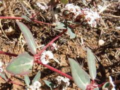 Euphorbia capitellata