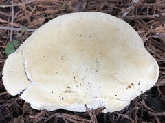 Leucopaxillus albissimus image