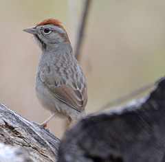 Rufous-Crowned Sparrow photo 4