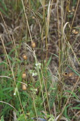 Behenantha