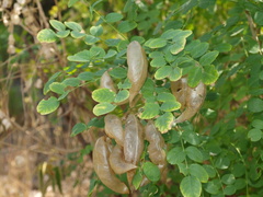 Colutea cilicica