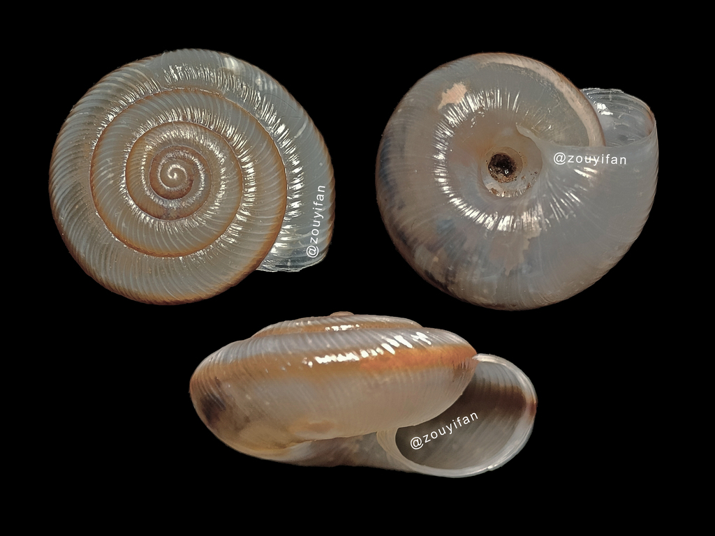 Cathaica leei