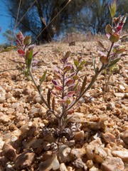 Lepidium lasiocarpum
