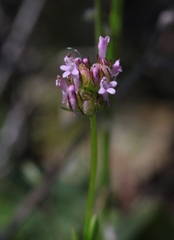 Plectritis ciliosa