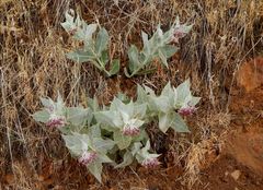 Asclepias californica