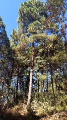 Pinus pseudostrobus apulcensis