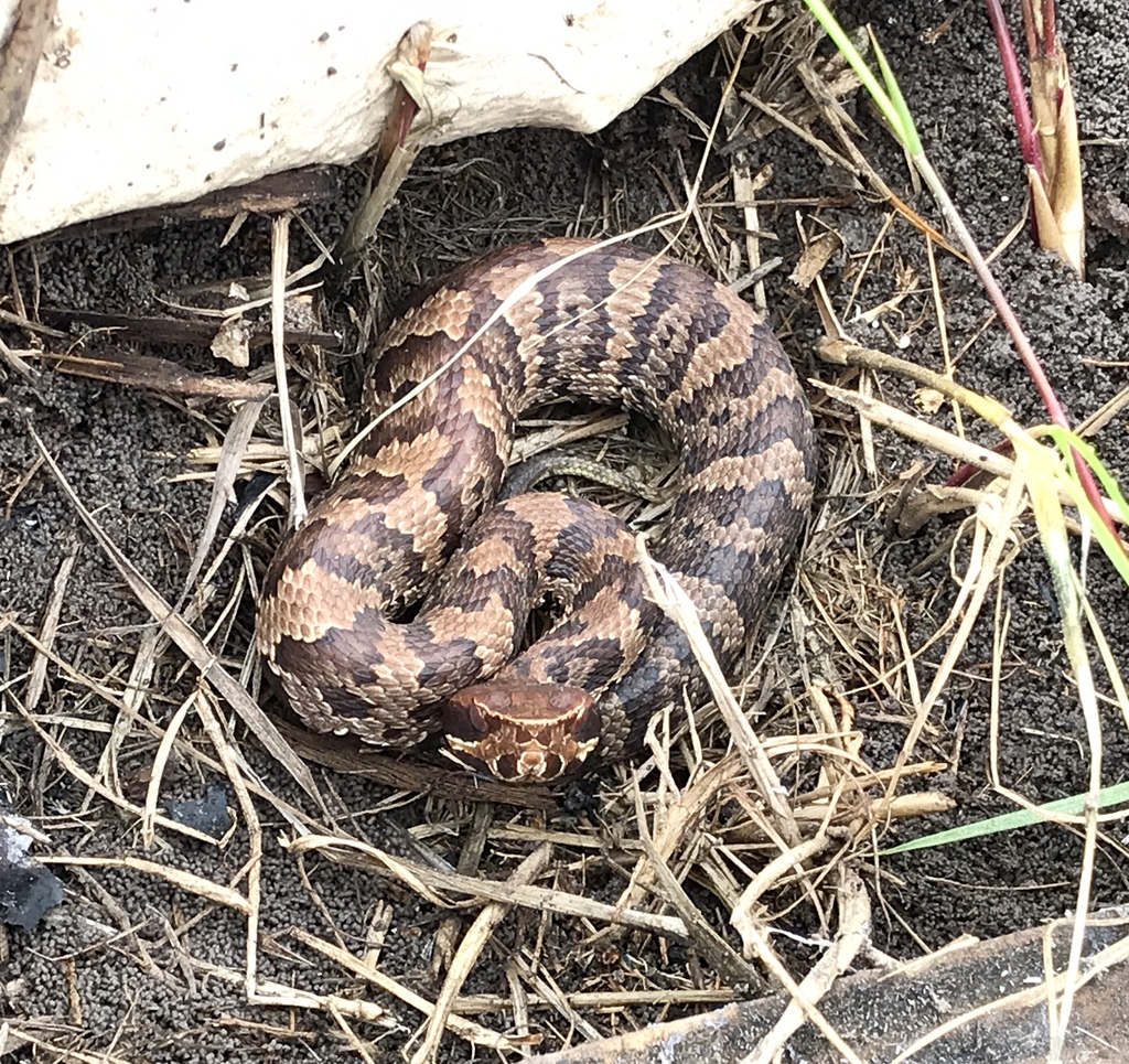 Northern Cottonmouth from Brazoria National Wildlife Refuge, Danbury