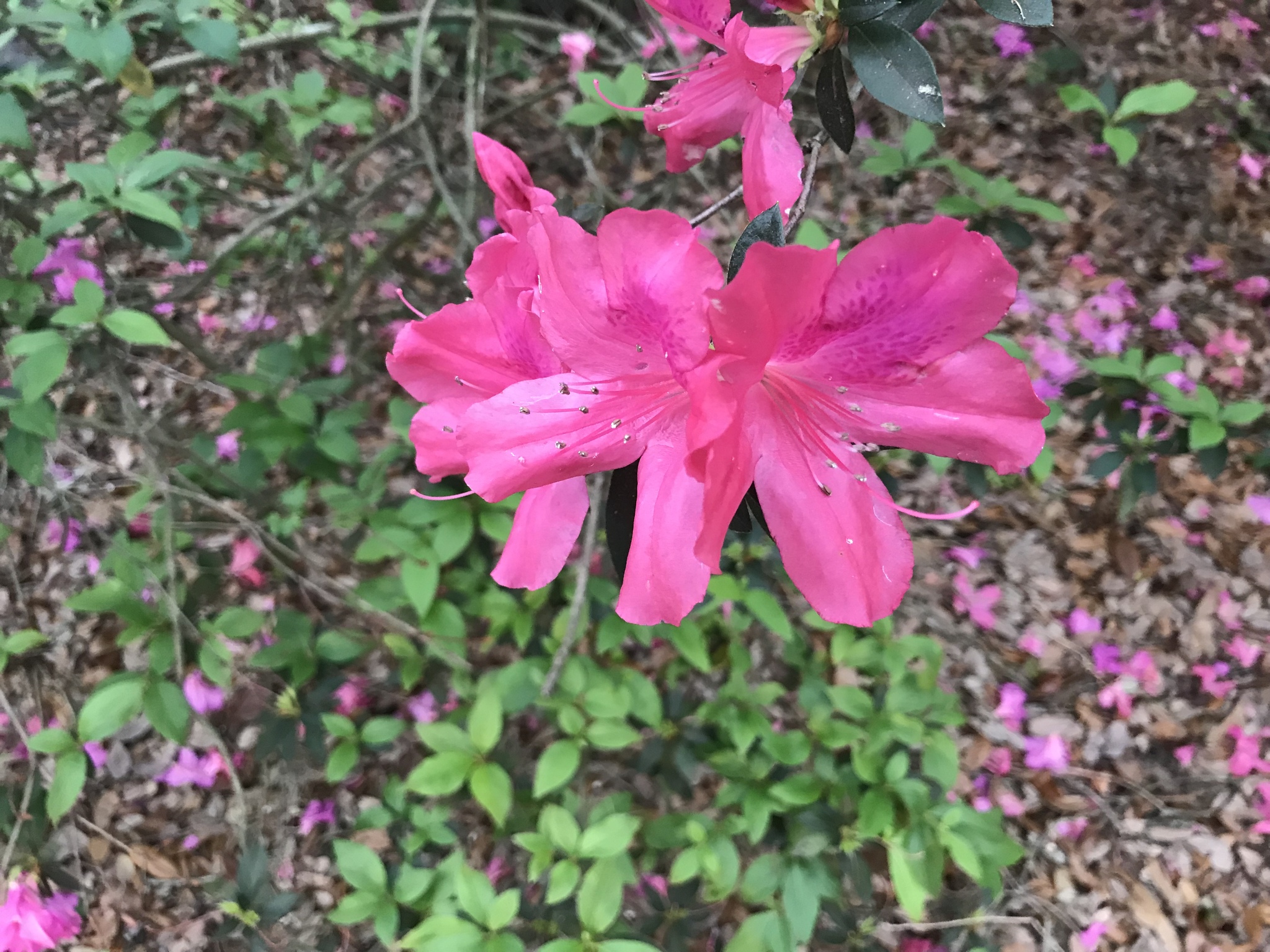 Biflora (Rhododendron indicum) · NaturaLista Mexico