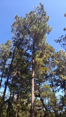Pinus pseudostrobus apulcensis