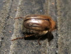 Phobetus comatus