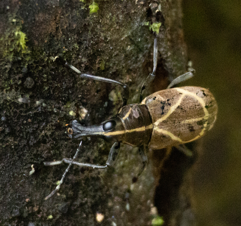 Acanthothorax rhombeus