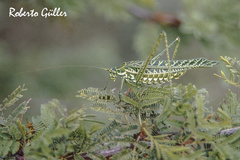 Sictuna clupeipennis