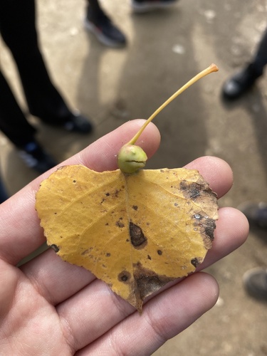 iNaturalist observation photo of Cherubic Poplar Petiole-gall Aphid