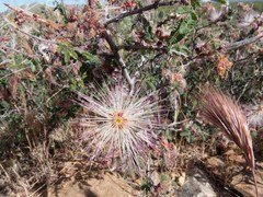 Calliandra eriophylla