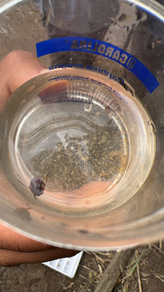 Big-eyed Toad Bug from Princeton Junction on September 22, 2023 at 12: ...
