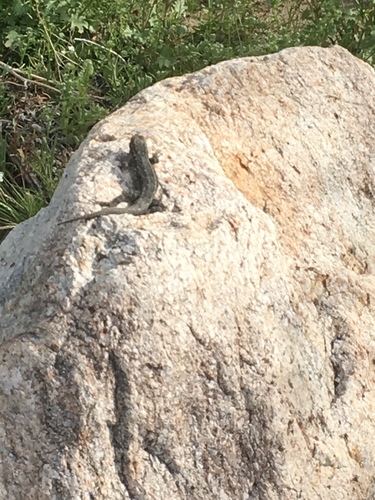 iNaturalist observation photo of Western Side-blotched Lizard