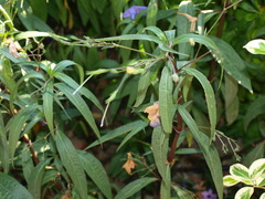 Ruellia simplex
