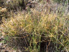 Cuscuta indecora