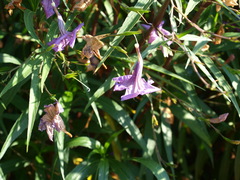 Ruellia simplex