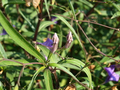 Ruellia simplex