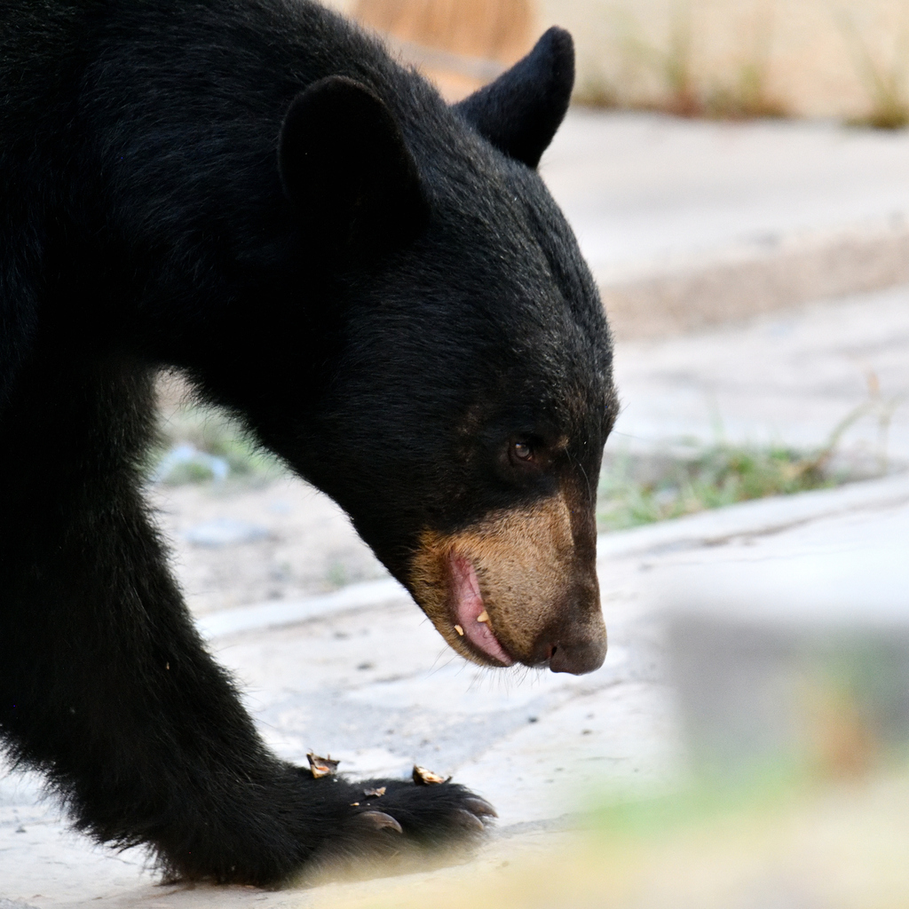 East Mexican Black Bear from Bustamante, MX-NL, MX on September 21 ...