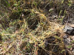 Cuscuta indecora