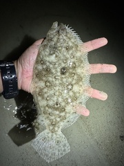 Largetooth Flounder photo 2