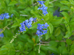 Duranta erecta