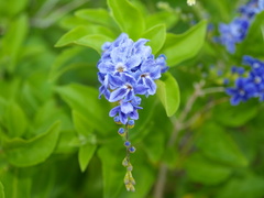 Duranta erecta