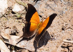 Marpesia furcula