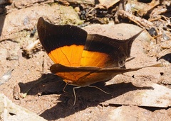 Marpesia furcula