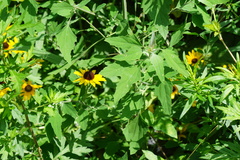 Chenopodium ficifolium